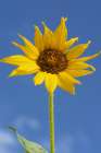 Common sunflower are found in the state of New Mexico. Art Print